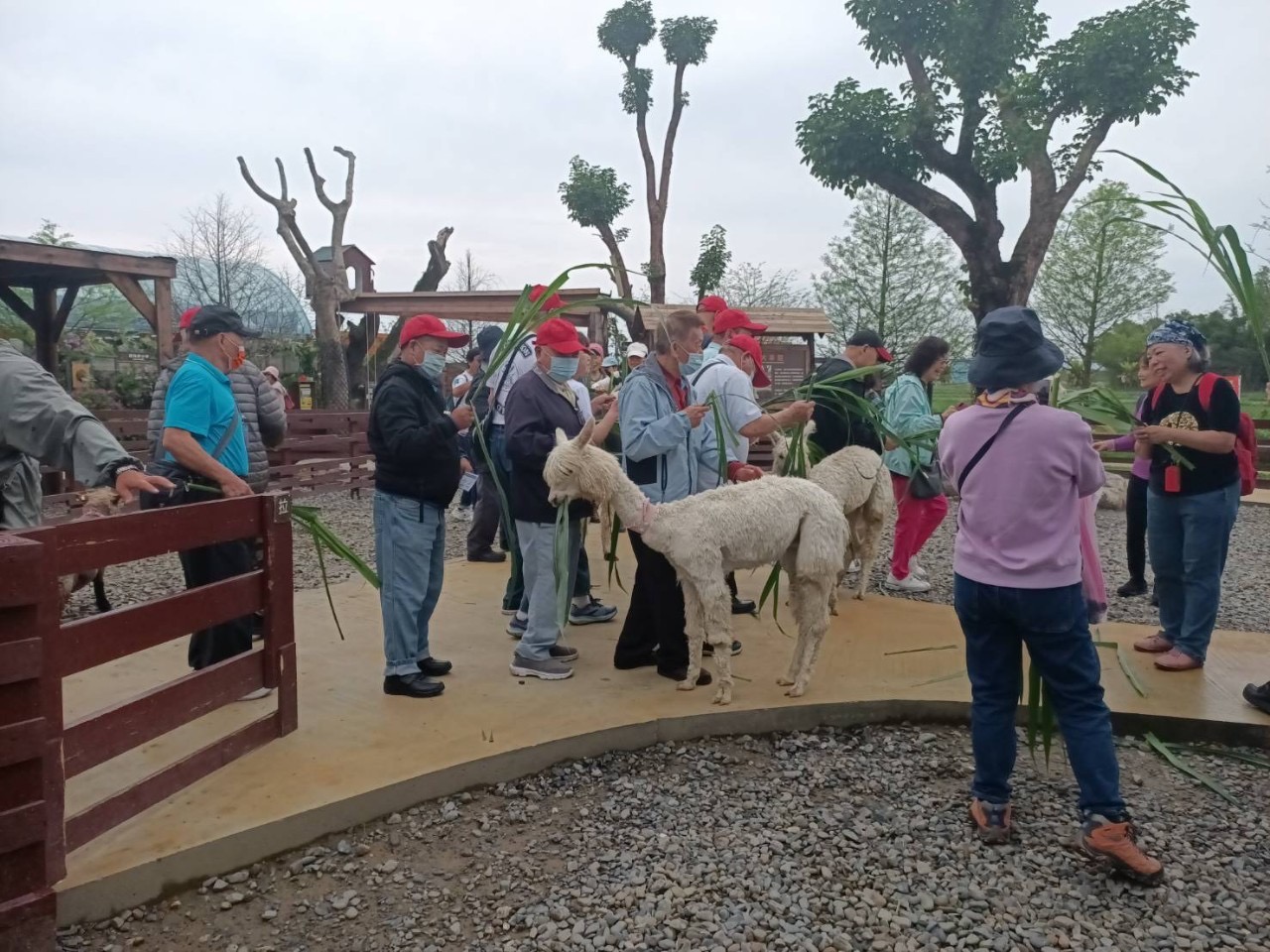 長者在蘭陽動植物王國開心餵食動物.jpg
